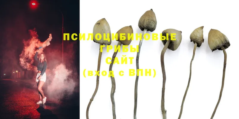 Псилоцибиновые грибы Magic Shrooms  ОМГ ОМГ ТОР  Ясногорск 